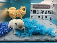White male (Misty mom), a male Pomeranian for sale in Columbus, MS – 1 of 6