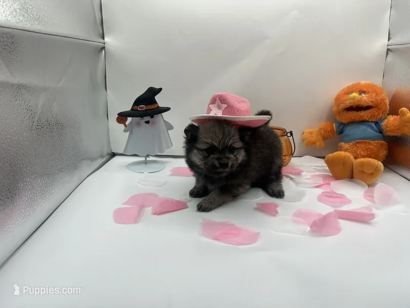 Dark sable female (Mistletoe mom) – Pomeranian puppy for sale in Columbus, MS