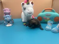 Mistletoe’s Sable with white chest and toesmale , a male Pomeranian for sale in Louisville, MS – Photo 5 of 10