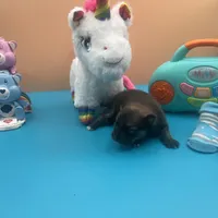 Mistletoe’s Sable with white chest and toesmale , a male Pomeranian for sale in Columbus, MS – Photo 9 of 10