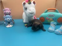 Mistletoe’s Sable with white chest and toesmale , a male Pomeranian for sale in Louisville, MS – Photo 9 of 10