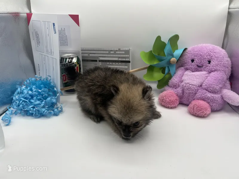 Mistletoe’s Sable with white chest and toesmale  – Pomeranian puppy for sale in Columbus, MS