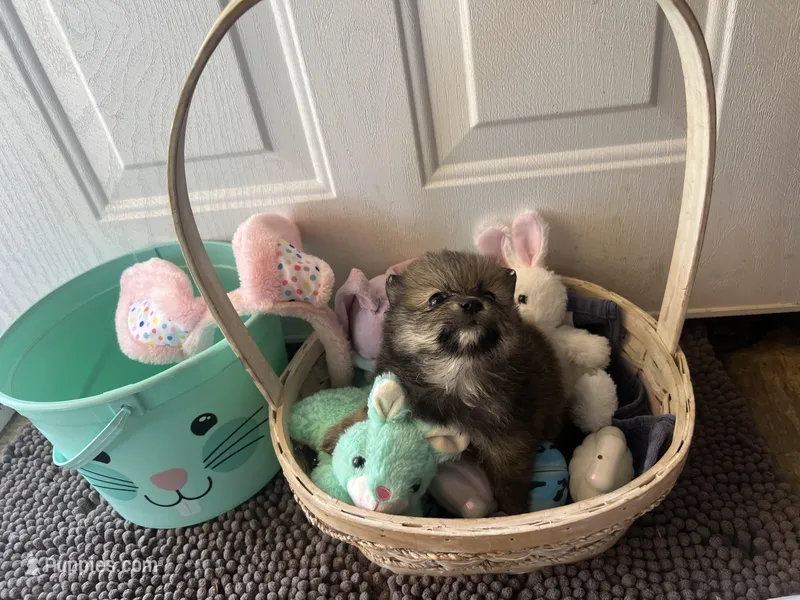 Mistletoe’s Sable with white chest and toesmale  – Pomeranian puppy for sale in Columbus, MS