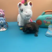 Mistletoe’s Sable with white chest and toesmale , a male Pomeranian for sale in Columbus, MS – Photo 7 of 10