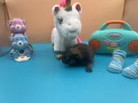 Mistletoe’s Sable with white chest and toesmale , a male Pomeranian for sale in Louisville, MS – Photo 7 of 10