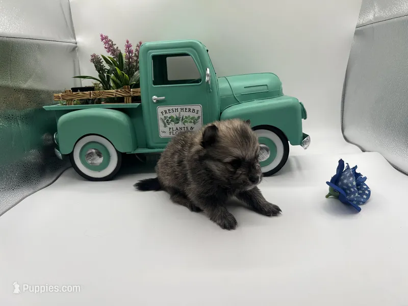 Mistletoe’s Sable with white chest and toesmale  – Pomeranian puppy for sale in Columbus, MS