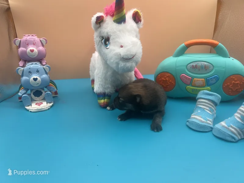 Mistletoe’s Sable with white chest and toesmale  – Pomeranian puppy for sale in Columbus, MS