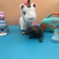 Mistletoe’s Sable with white chest and toesmale , a male Pomeranian for sale in Columbus, MS – Photo 4 of 10