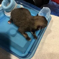 Mistletoe’s Sable with white chest and toesmale , a male Pomeranian for sale in Columbus, MS – Photo 1 of 10