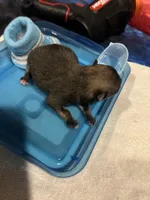 Mistletoe’s Sable with white chest and toesmale , a male Pomeranian for sale in Louisville, MS – Photo 1 of 10