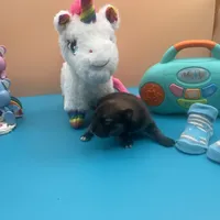 Mistletoe’s Sable with white chest and toesmale , a male Pomeranian for sale in Columbus, MS – Photo 10 of 10