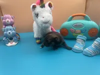 Mistletoe’s Sable with white chest and toesmale , a male Pomeranian for sale in Louisville, MS – Photo 10 of 10