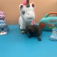 Mistletoe’s Sable with white chest and toesmale , a male Pomeranian for sale in Columbus, MS – Photo 3 of 10