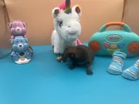 Mistletoe’s Sable with white chest and toesmale , a male Pomeranian for sale in Louisville, MS – Photo 3 of 10