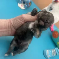 Mistletoe’s Sable with white chest and toesmale , a male Pomeranian for sale in Columbus, MS – Photo 2 of 10