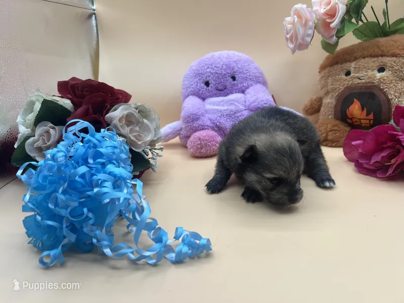 Mistletoe’s Sable with white chest and toesmale  – Pomeranian puppy for sale in Columbus, MS