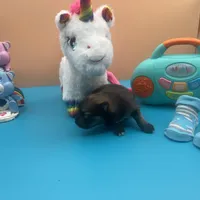 Mistletoe’s Sable with white chest and toesmale , a male Pomeranian for sale in Columbus, MS – Photo 8 of 10