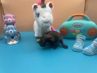 Mistletoe’s Sable with white chest and toesmale , a male Pomeranian for sale in Louisville, MS – Photo 8 of 10