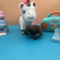 Mistletoe’s Sable with white chest and toesmale , a male Pomeranian for sale in Columbus, MS – Photo 6 of 10