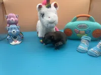 Mistletoe’s Sable with white chest and toesmale , a male Pomeranian for sale in Louisville, MS – Photo 6 of 10