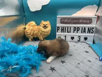 Brown and white (Jewel mom), a male Pomeranian for sale in Columbus, MS – 4 of 7