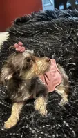 Rylie, a female Yorkipoo for sale in Douglasville, GA – 2 of 3