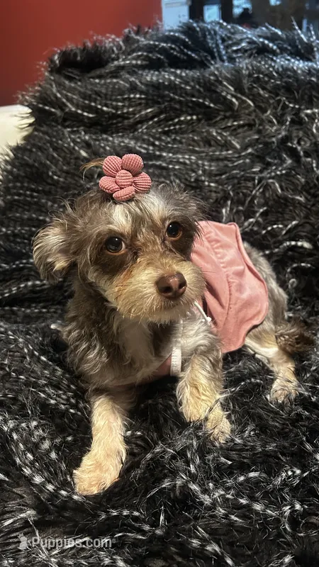 Rylie – Yorkipoo puppy for sale in Douglasville, GA