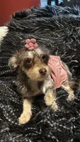 Rylie, a female Yorkipoo for sale in Douglasville, GA – 1 of 3