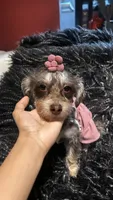 Rylie, a female Yorkipoo for sale in Douglasville, GA – 3 of 3