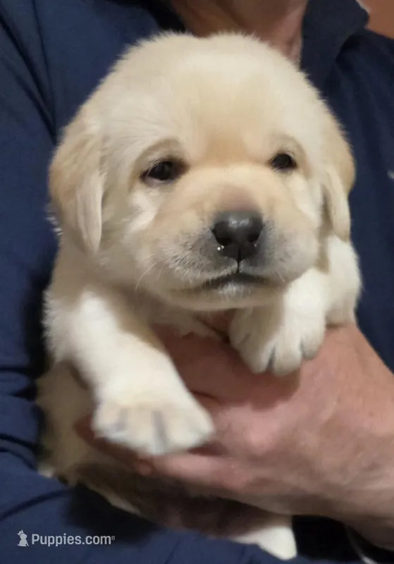 Pink – Labrador Retriever puppy for sale in Bellingham, WA