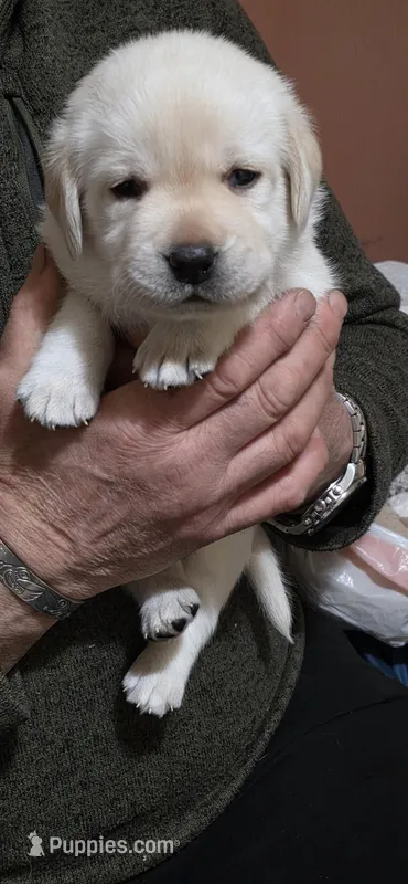 Rainbow  – Labrador Retriever puppy for sale in Bellingham, WA