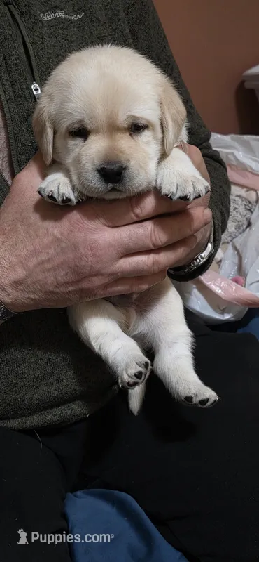 Purple – Labrador Retriever puppy for sale in Bellingham, WA