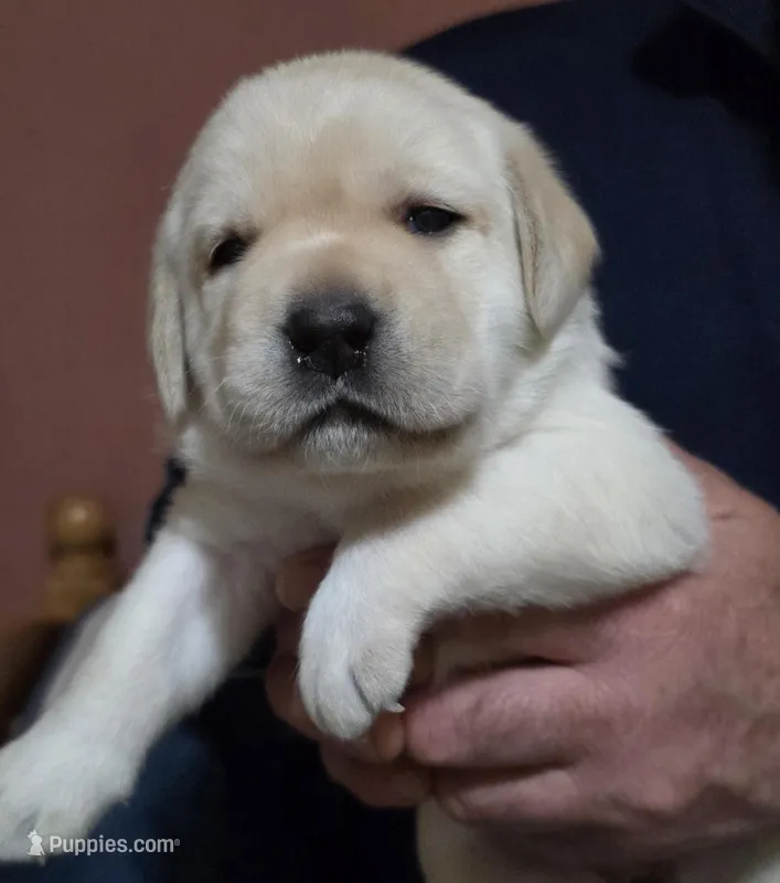 Red – Labrador Retriever puppy for sale in Bellingham, WA