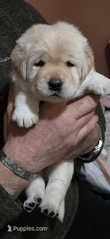 Blue – Labrador Retriever puppy for sale in Bellingham, WA