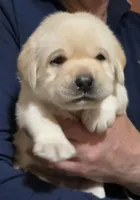 Blue, a male Labrador Retriever for sale in Bellingham, WA – Photo 2 of 4