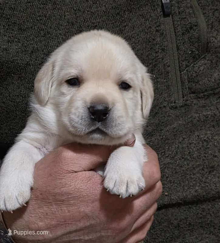 Green plaid  – Labrador Retriever puppy for sale in Bellingham, WA