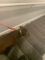 Bentley , a male American Pit Bull Terrier for sale in Wichita, KS – Photo 3 of 10