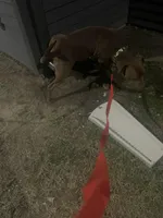 Bentley , a male American Pit Bull Terrier for sale in Wichita, KS – Photo 8 of 10