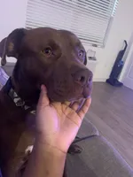 Bentley , a male American Pit Bull Terrier for sale in Wichita, KS – Photo 9 of 10