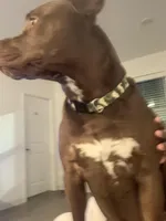 Bentley , a male American Pit Bull Terrier for sale in Wichita, KS – Photo 1 of 10