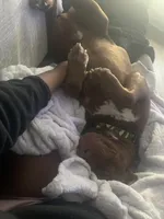 Bentley , a male American Pit Bull Terrier for sale in Wichita, KS – Photo 7 of 10