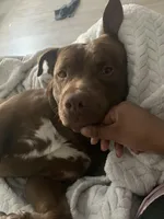 Bentley , a male American Pit Bull Terrier for sale in Wichita, KS – Photo 6 of 10