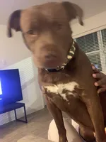 Bentley , a male American Pit Bull Terrier for sale in Wichita, KS – Photo 2 of 10