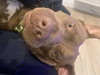 Bentley , a male American Pit Bull Terrier for sale in Wichita, KS – Photo 5 of 10