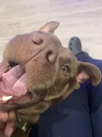 Bentley , a male American Pit Bull Terrier for sale in Wichita, KS – Photo 4 of 10