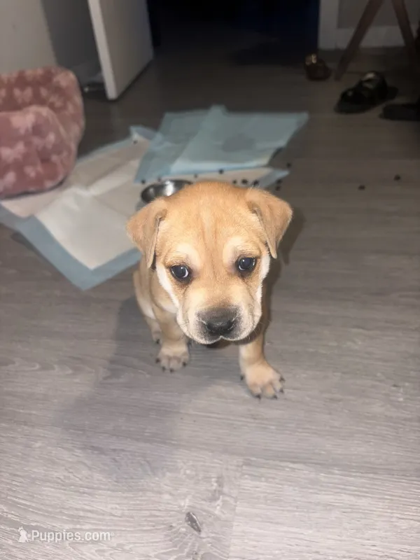 Bella, a female American Pit Bull Terrier for sale in Miami, FL – 1 of 2