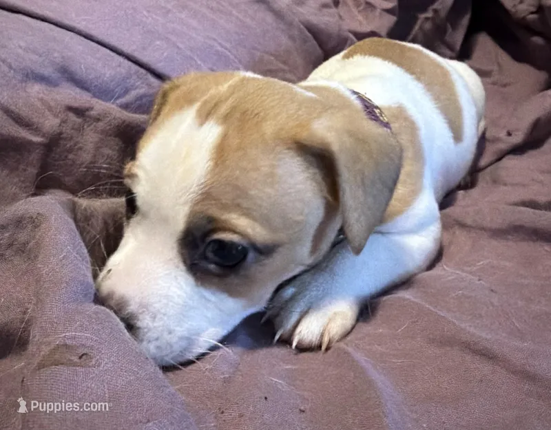 Purple Collar  – Jack Russell Terrier puppy for sale in Pine Mountain, GA