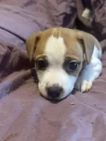 Purple Collar , a female Jack Russell Terrier for sale in Pine Mountain, GA – Photo 2 of 3