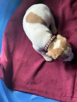 Purple Collar , a female Jack Russell Terrier for sale in Pine Mountain, GA – Photo 3 of 3