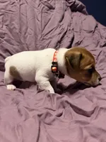 Red Collar , a male Jack Russell Terrier for sale in Pine Mountain, GA – Photo 3 of 4